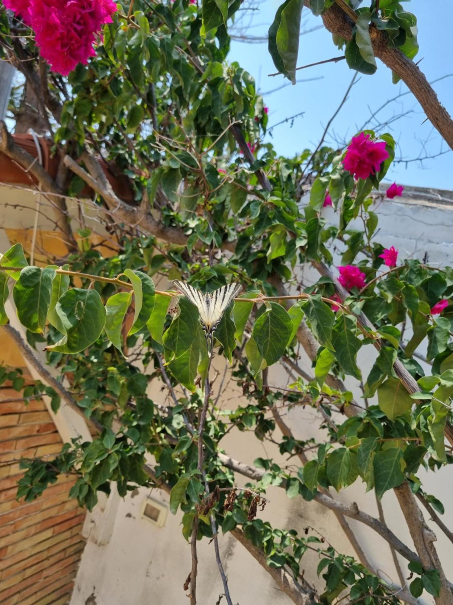 אוגוסטה Villa Sicily Sul Mare Tra Catania E Siracusa מראה חיצוני תמונה
